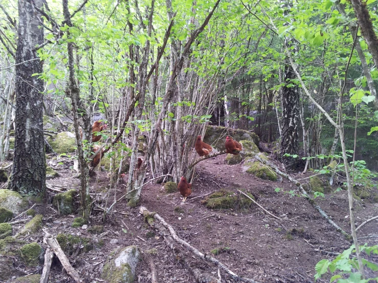 a group of deer in a forest, one standing on the edge