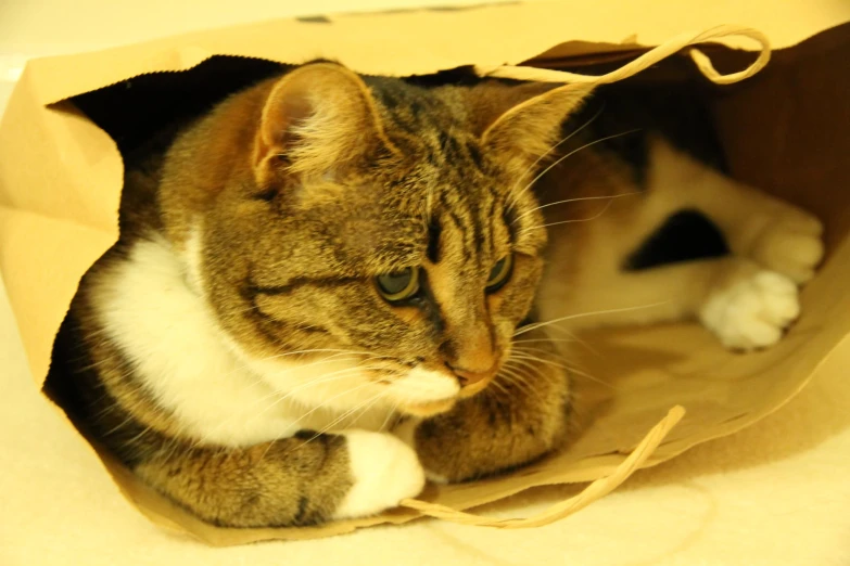 a cat is laying inside a paper bag