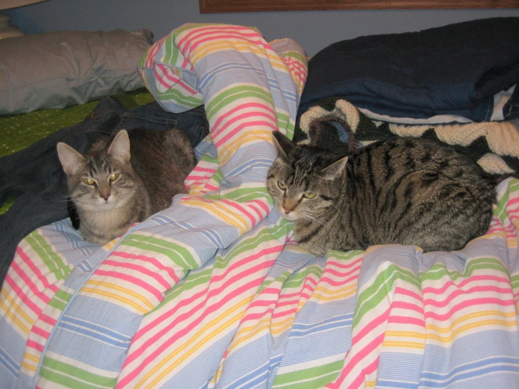 two cat laying next to each other on top of a blanket