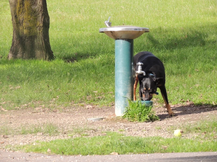 dog drinking water from a fountain in a park