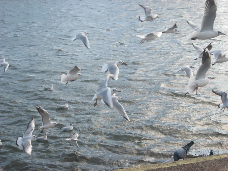 many birds flying around the water near the beach