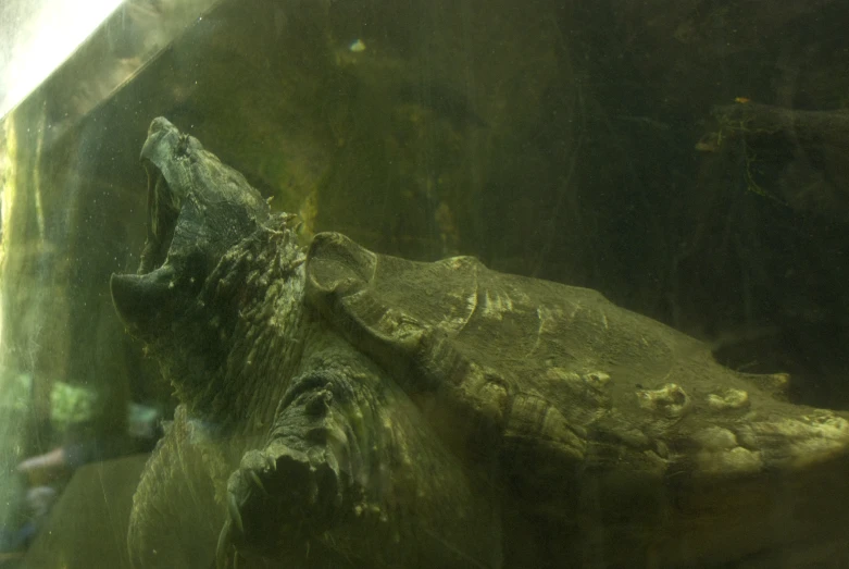 some kind of crocodile looking out of an aquarium window