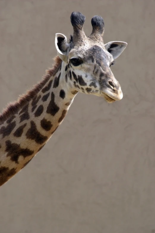 giraffes head looking up into the camera with its long neck