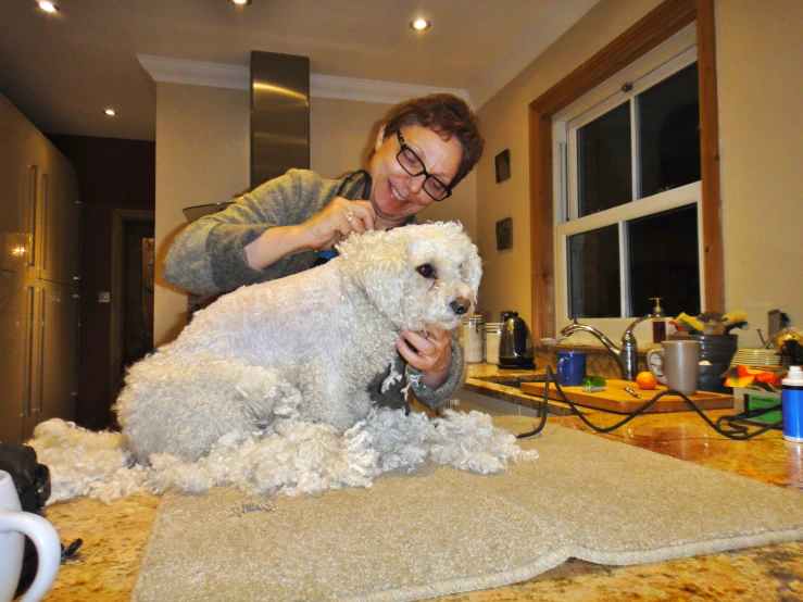 a dog is getting his hair shaved by someone