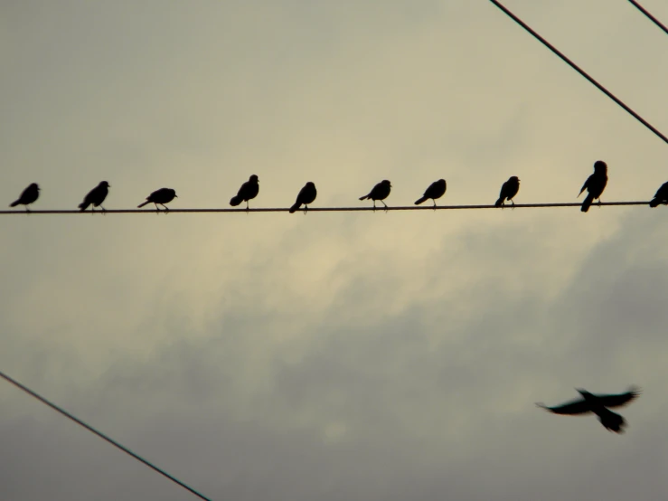 many birds are sitting on the wires of wires