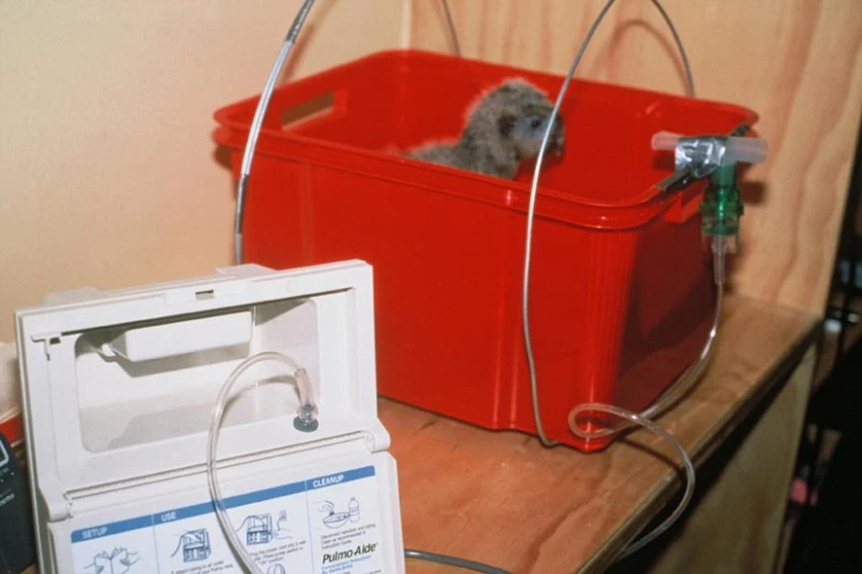 a dog inside of a red box and a dryer with the hose hooked up