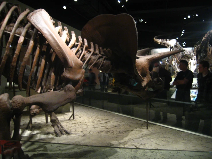 museum displays of skeletons and animals, including dipak