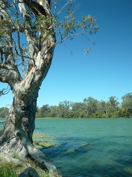 a view of a big, dead tree next to a large body of water