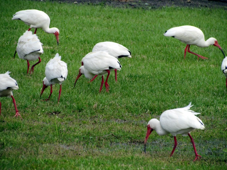 the white birds have long red legs