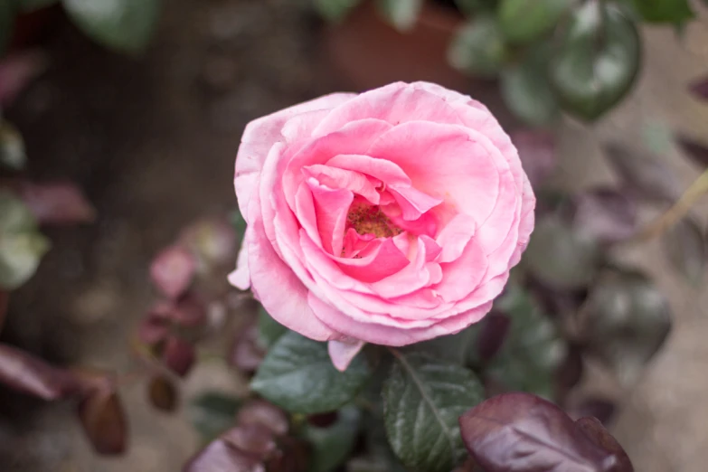 a pink flower with leaves around it