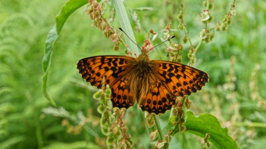 a very pretty orange colored erfly on some big plants