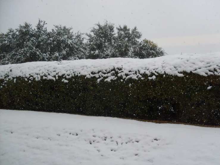 the hedge and bushes are covered in snow