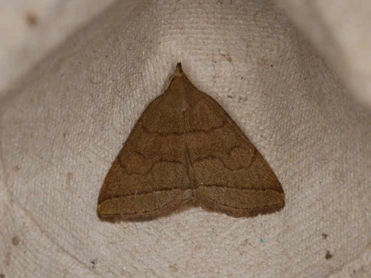 a small brown moth resting on a piece of white cloth