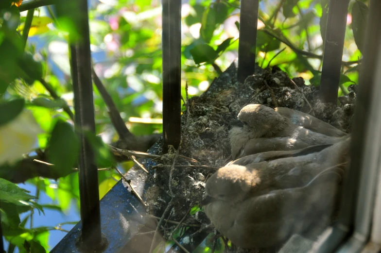 a bird is sleeping in a tree beside some metal bars