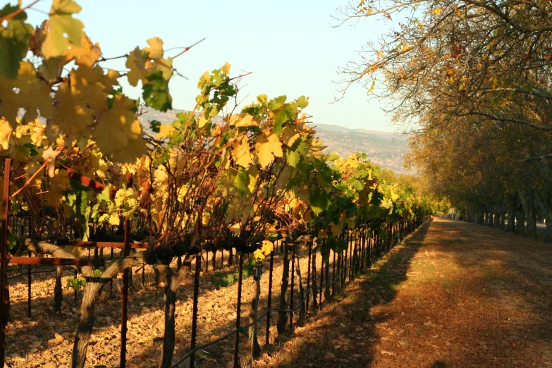 vines are growing on the fence line beside the road