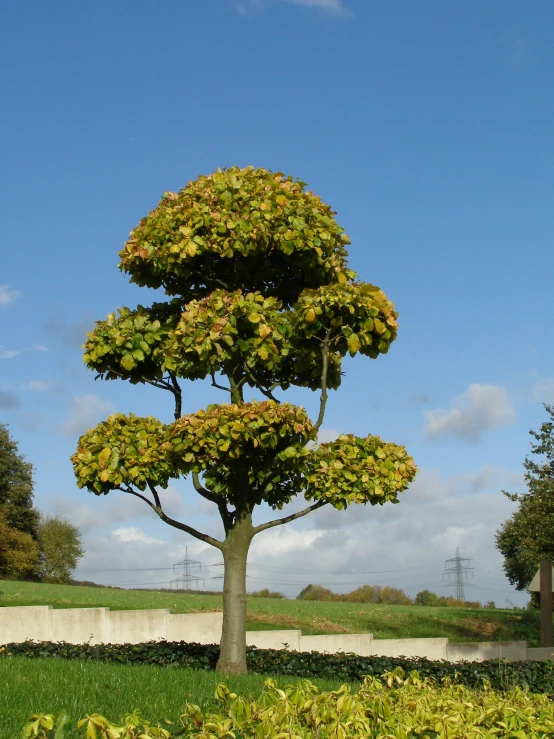 a large tree is seen here with many leaves