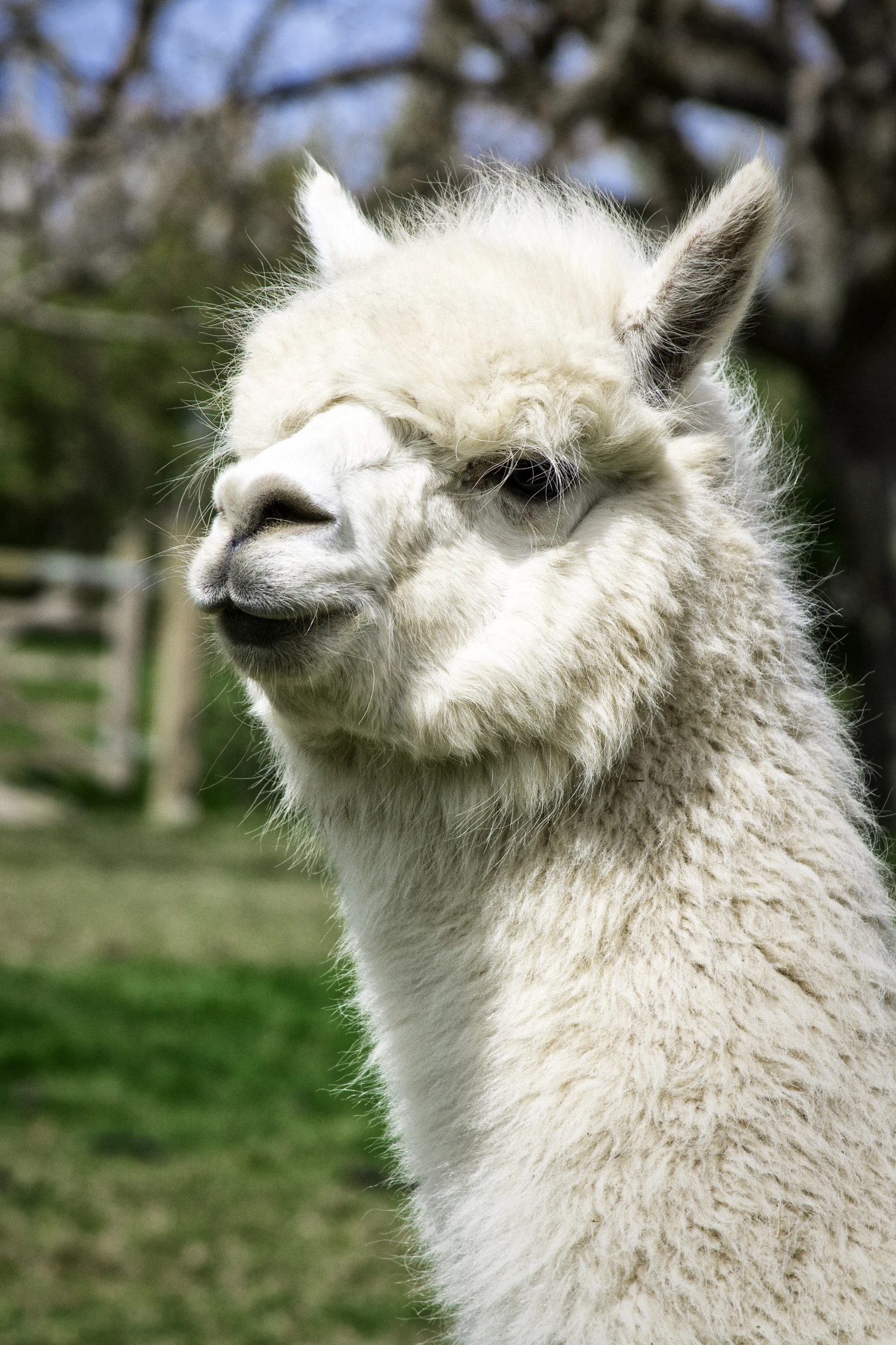 an image of a white llama on a field