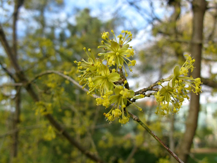 a yellow flowering bush in the middle of some trees