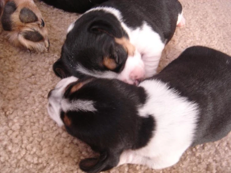 two small dogs cuddling with a cat on the floor