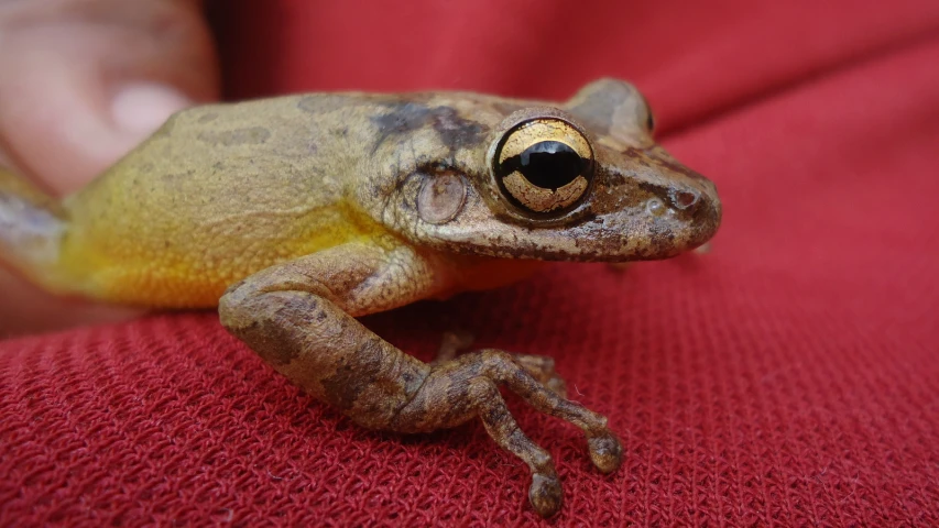 a brown frog sitting on top of a persons arm