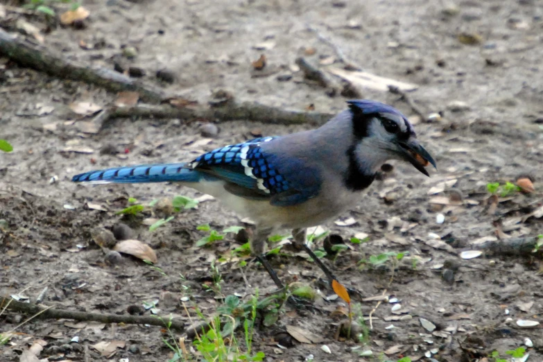 a blue bird sitting in the dirt on the ground