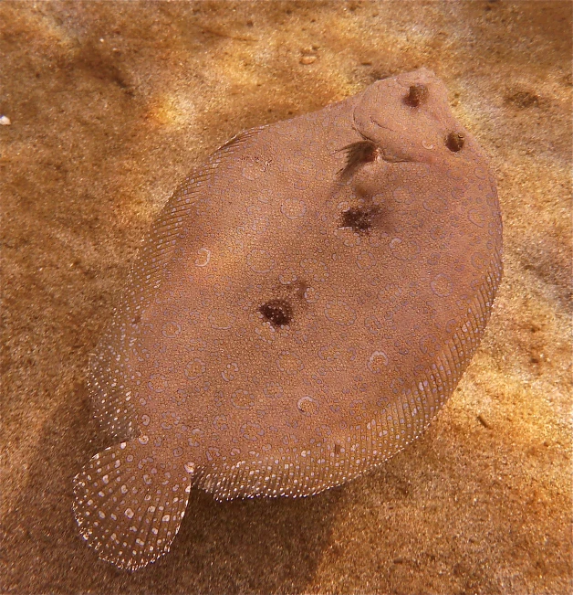 closeup of a stingfish in sandy and green seaweed