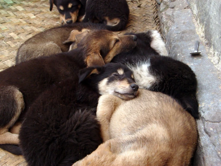 a group of dogs curled up together on the ground