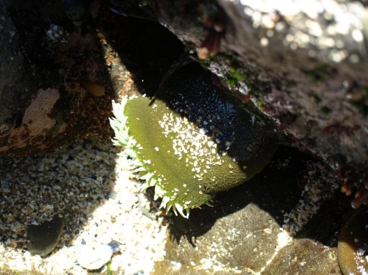 small green plant in between two rocks