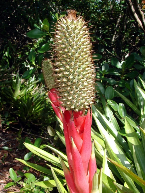 a bright red plant growing in a green garden