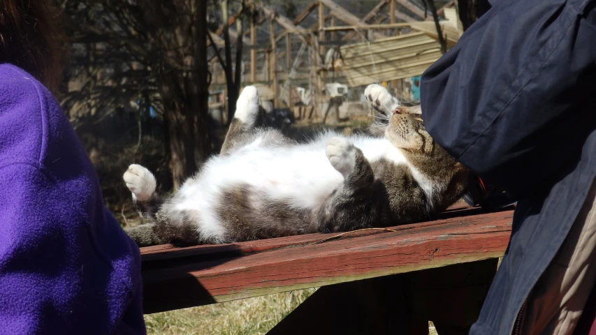 an orange and white cat rolling around on a table