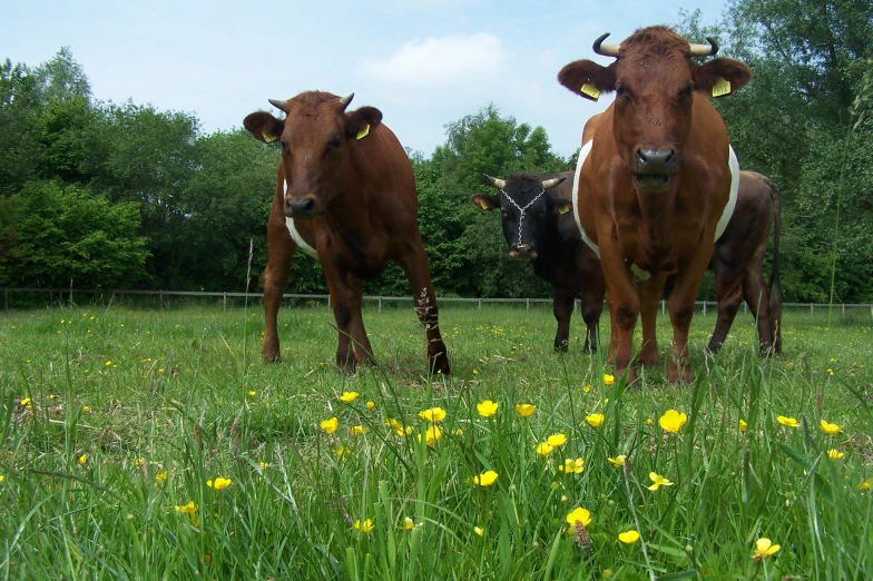 two cows stand in a field full of flowers