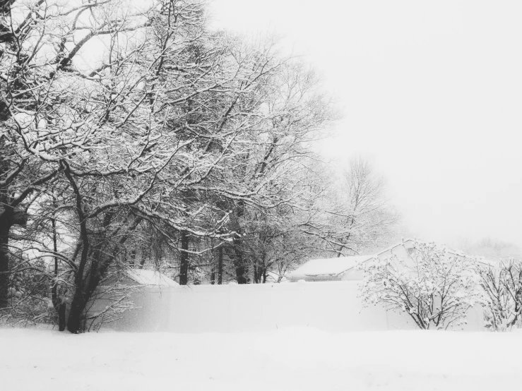 trees and snow with one standing in the distance