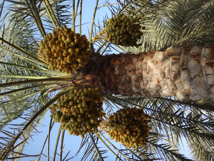 the fruit is still in the tree still on it