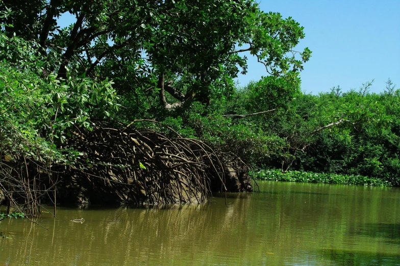 a large group of ducks in a shallow river