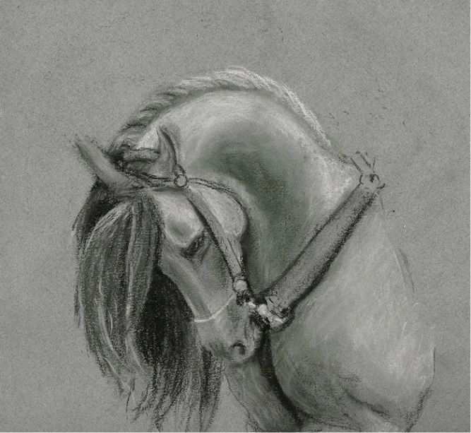 drawing of a horse's head with a bridle