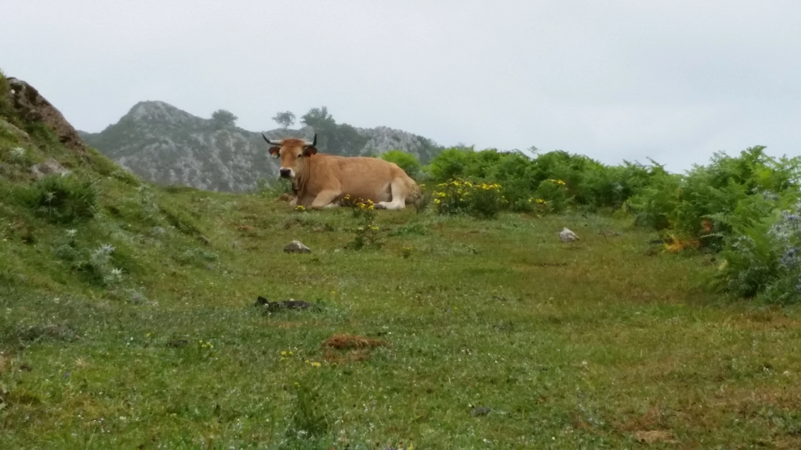 a cow standing in the middle of a green hill