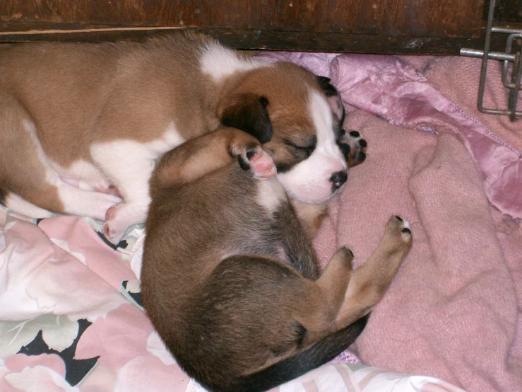 two dogs sleeping on top of a pink blanket