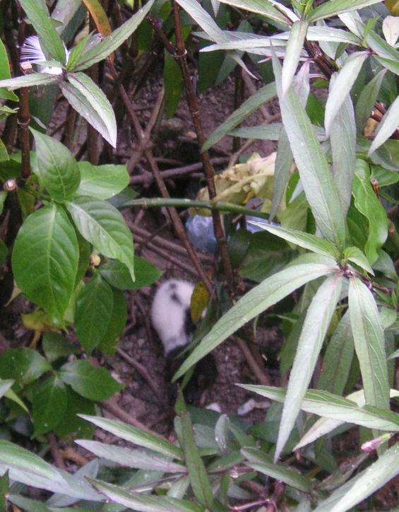 an image of birds in the plants growing on trees