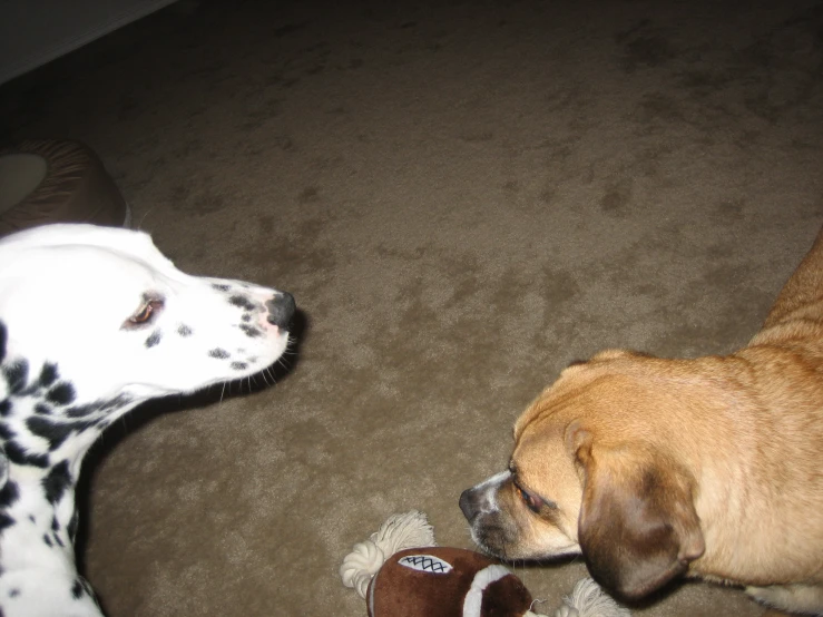 a dog and a toy in a room