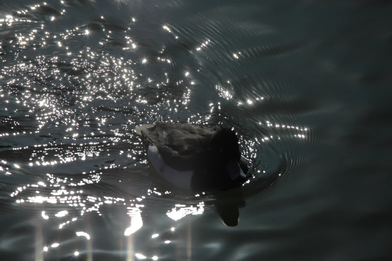 a water animal swimming on top of a lake