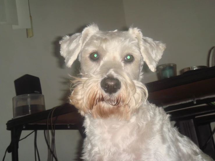 a close - up of a dog with green eyes