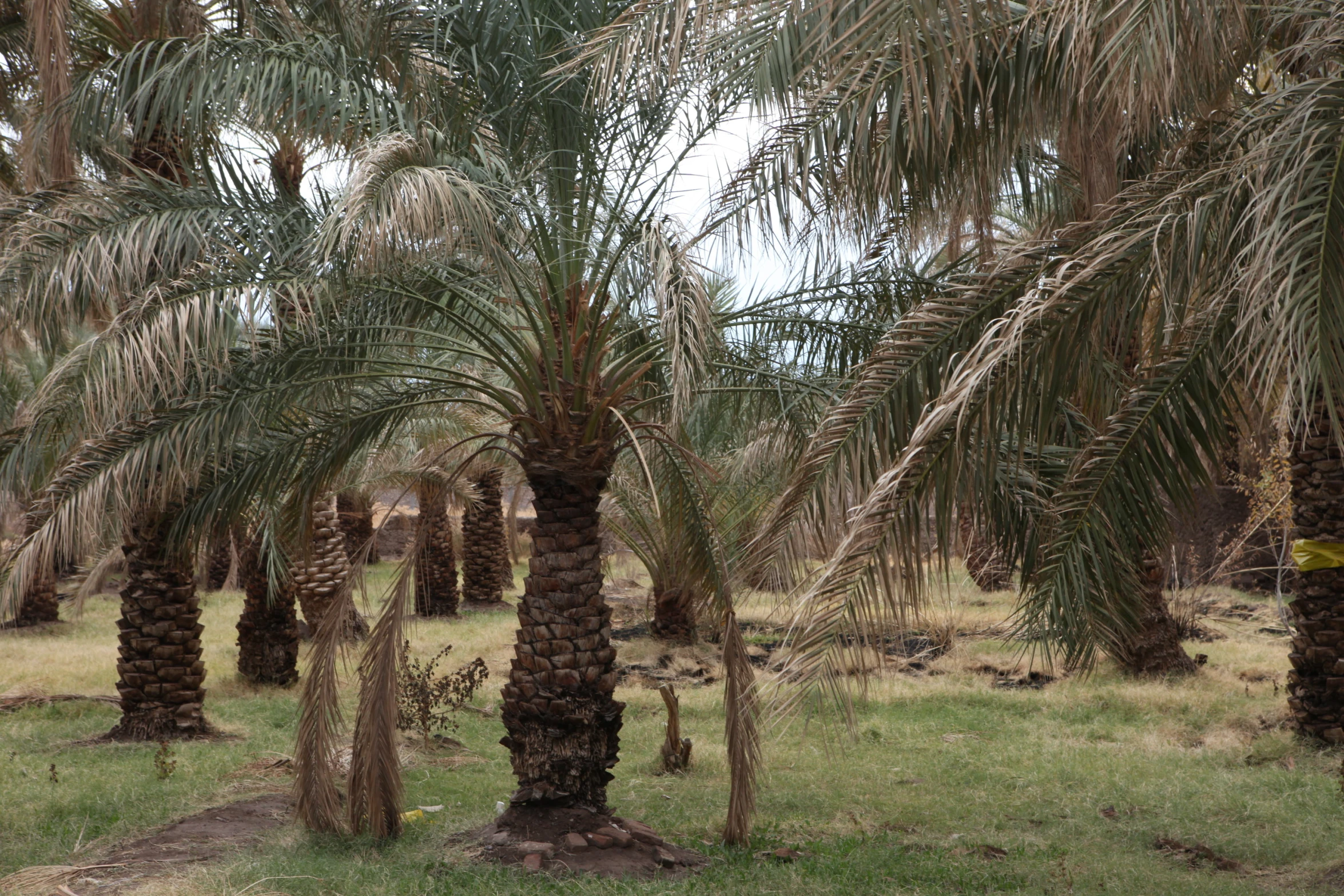 several trees that are next to each other