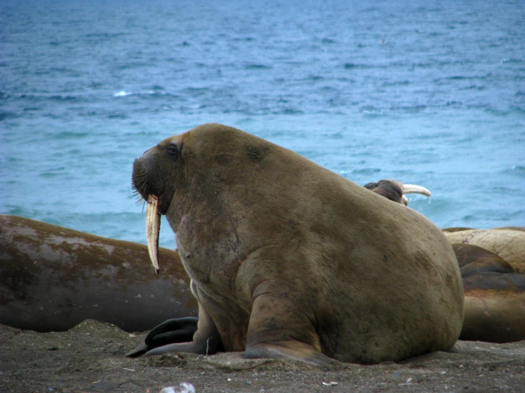 a walian sitting on top of a beach near the ocean