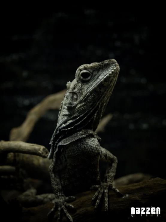 an alligator looking over a fallen log in a zoo