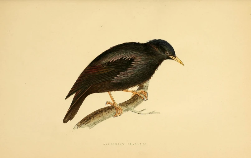 a drawing of a bird sitting on a nch