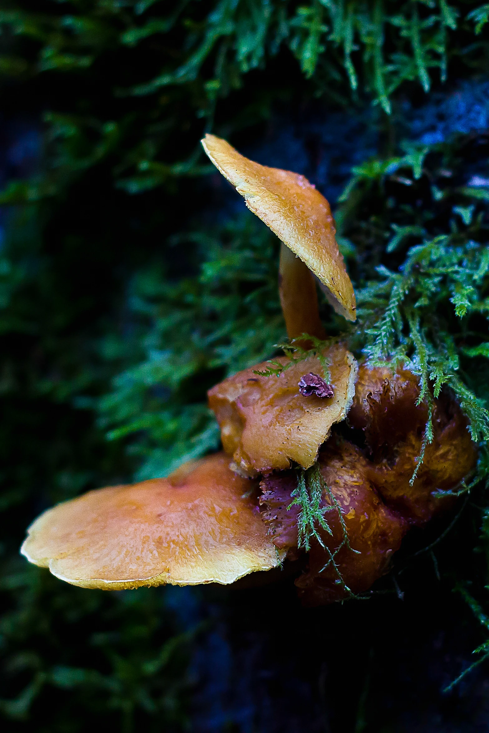 several small mushrooms growing from the mossy nch