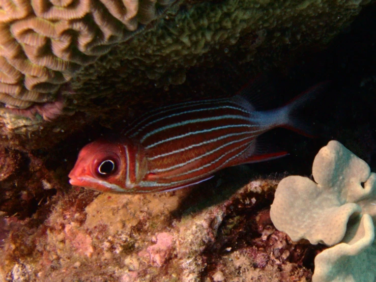 a fish is sitting on the bottom of the coral