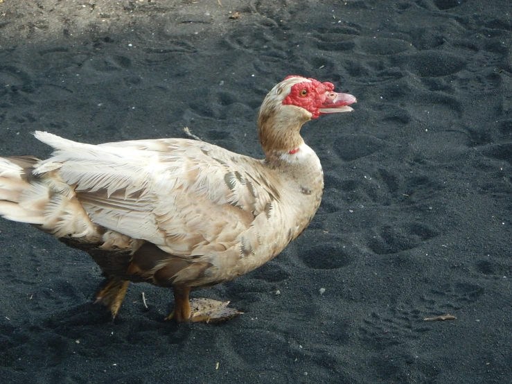 a duck with a red spot on its head standing on some sand