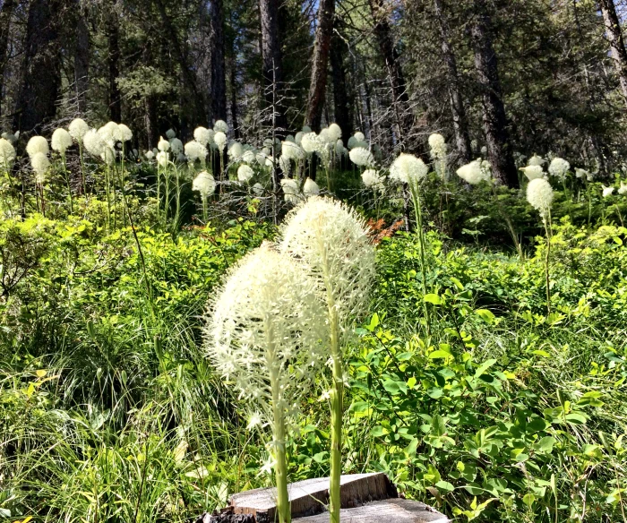 a grass flower in a wood with tall grass and trees