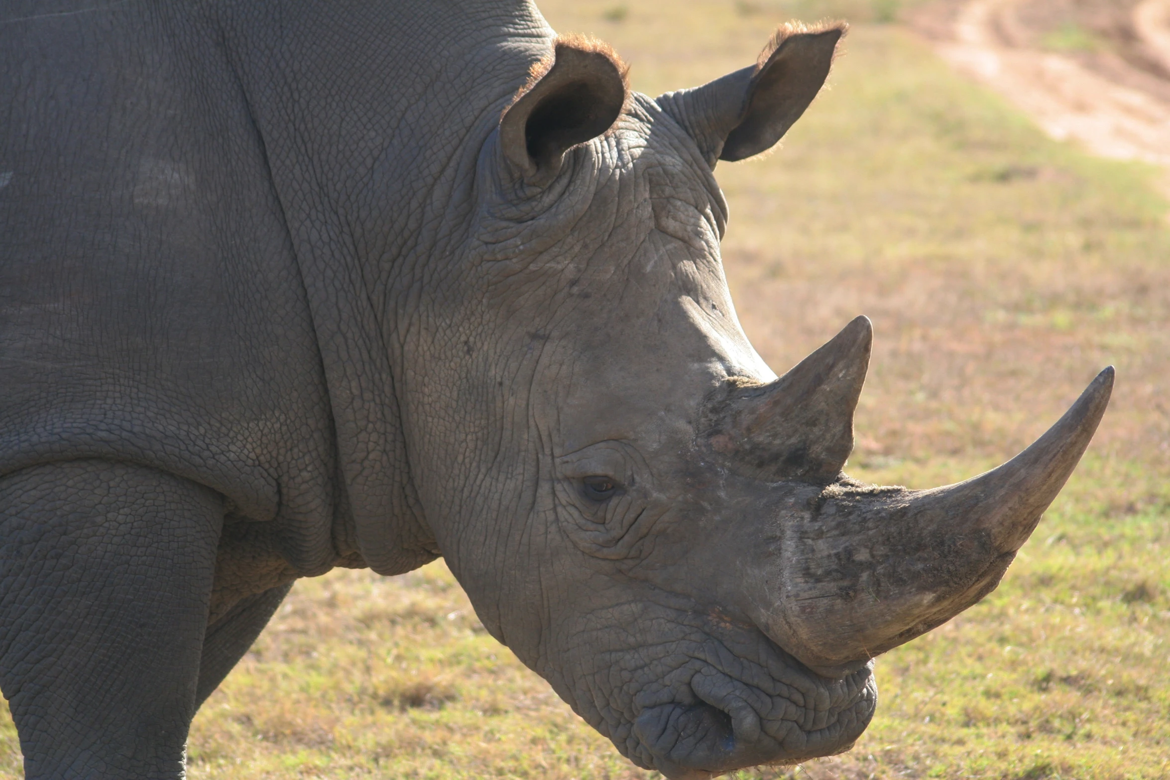 a close up of the head of a rhino